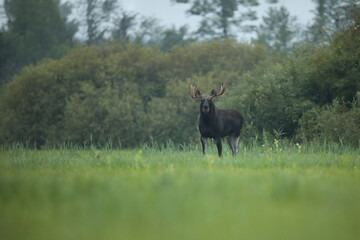 Łoś (Alces alces) moose © Bartosz Rakoczy