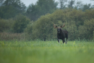 Łoś (Alces alces) moose © Bartosz Rakoczy