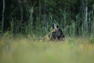 Łoś (Alces alces) moose © Bartosz Rakoczy