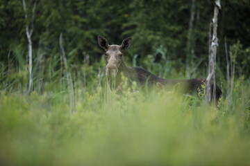 Łoś (Alces alces) moose © Bartosz Rakoczy