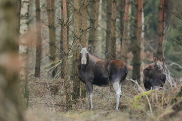 Łoś (Alces alces) moose
