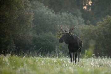 Łoś (Alces alces) moose © Bartosz Rakoczy