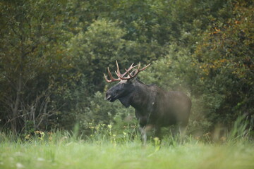 Łoś (Alces alces) moose © Bartosz Rakoczy