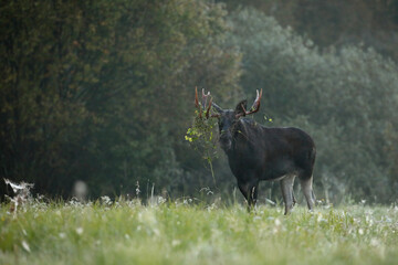Łoś (Alces alces) moose