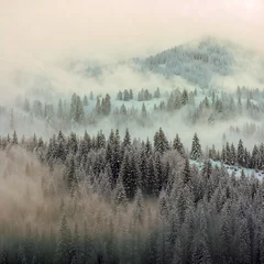 Poster Mistig bos Sky shot Of A Frosted Forest  © Artist Evolve 