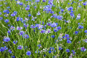 Fototapeta premium Field of vibrant blue cornflowers blooming in a lush green meadow on a sunny summer day, creating a picturesque natural landscape. Wildflowers, serenity and the beauty of untouched nature