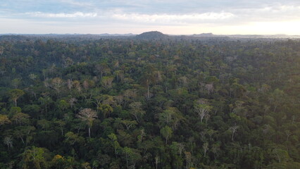 Obraz premium Floresta Amazônica Pará