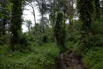 Fototapeta premium forest track for offroad sports