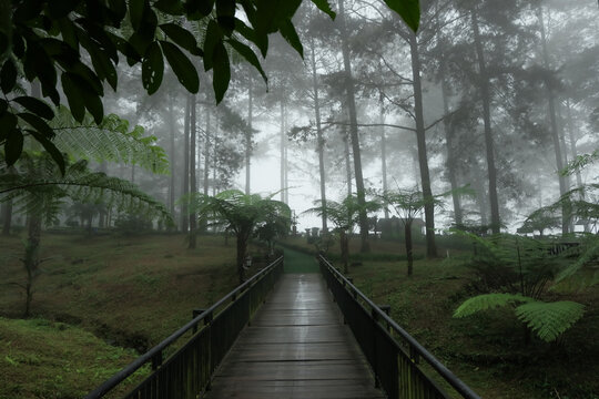thick fog in the middle of the Punus forest