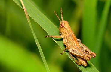 small grasshopper on the foliage