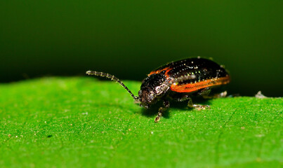 small beetle feeding on foliage