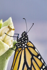 Ultra close-up of a monarch butterflt clinging to a crown flower plant.
