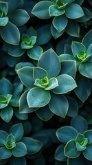A close-up view of lush green succulent plants with distinct leaf shapes and colors.