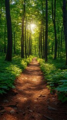 Obraz premium A serene forest path illuminated by sunlight, inviting exploration and connection with nature.