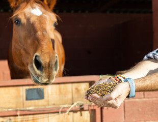 Crop hands of faceless male holding horse feed with corn, barley, oats grain and supplement...