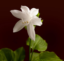 Hosta plantaginea grandiflora