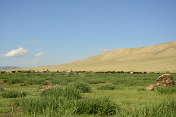 Fototapeta premium A local nomadic family's summer pasture in Altai Tsambagarav mountains in Western Mongolia
