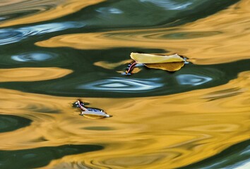 Leaf on the water with aspen tree reflection