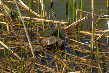 Turtles by the Lake