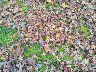 Golden Autumn: Fallen Leaves on a Forest Floor