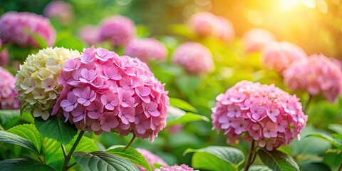 Fototapeta premium Delicate pink hydrangeas in a garden with lush greenery and stems, pink hydrangeas, blossom