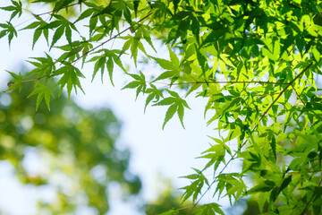 Obraz premium 青い紅葉