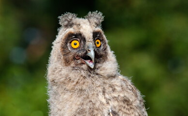 Obraz premium great horned owl