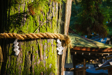 大神神社のご神木