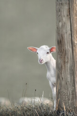 Obraz premium Hiding Little Lamb