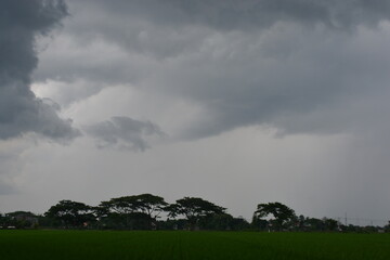 Green rice field with sky