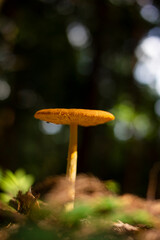 森の中で生えていたタマゴタケ