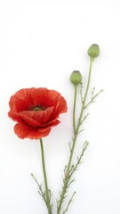 Obraz premium Vibrant red poppy flower with delicate petals on a clean white background, vibrant