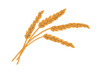 Golden ripe wheat grains spikelet
