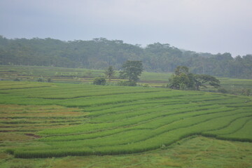 Obraz premium Wonderful landscape view of ricefield terrace