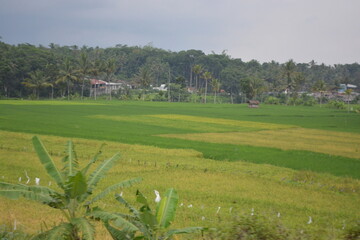 Obraz premium Wonderful landscape view of ricefield terrace