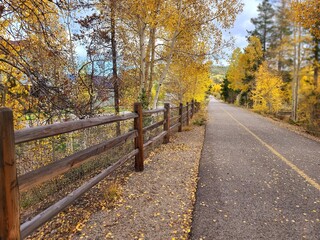Vibrant Autumn Foliage, Aspen Trees in the Mountains