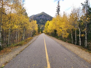 Vibrant Autumn Foliage, Aspen Trees in the Mountains