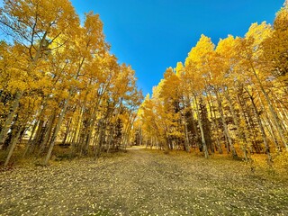 Vibrant Autumn Foliage, Aspen Trees in the Mountains