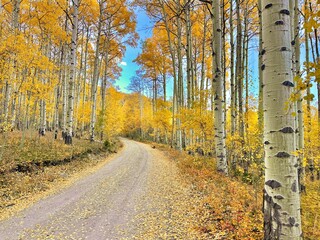 Vibrant Autumn Foliage, Aspen Trees in the Mountains