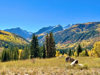 Vibrant Autumn Foliage, Aspen Trees in the Mountains