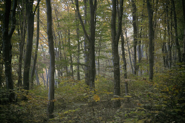 Obraz premium Autumn time, trees in the forest