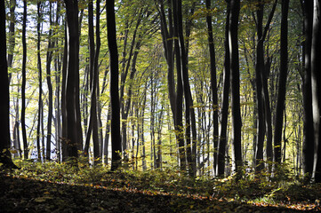 Fototapeta premium Autumn time, trees in the forest