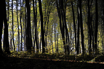 Obraz premium Autumn time, trees in the forest