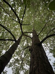 Fototapeta premium a picture of an old tree growing high