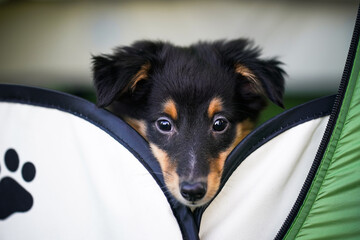 A cute Shetland Sheepdog puppy peeks out from behind a soft pet tent, showcasing its adorable face and sparkling eyes full of curiosity.