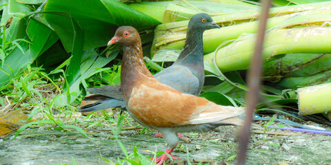 duck in the pond