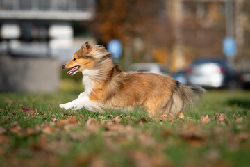 A spirited Shetland Sheepdog leaps joyfully across a grassy area in city sprinkled with autumn leaves, showcasing its boundless energy and enthusiasm.