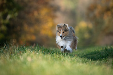 A lively Shetland Sheepdog joyfully runs through a lush green field, showcasing its playful spirit and agility.
