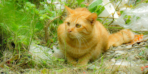 cat in the grass, Cat in the garden.