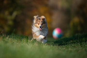 A spirited Shetland Sheepdog joyfully chasing, lunges towards a colorful ball, showcasing its playful nature and excitement in a sun-kissed field.
